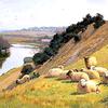 河边有羊的牧场