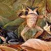 树蛙，发现于枯叶中，巴西