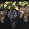 博德贡有四种葡萄品种