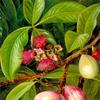 爪哇玫瑰苹果的叶、果和花