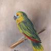 奇切斯特小姐的鹦鹉，“波利”，32岁（习作）