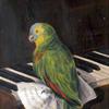 “波莉”鹦鹉，坐在钢琴琴键上的乐谱上