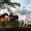 河流景观中的母马和马驹