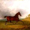 “Pacha”，一匹在风景中奔跑的马