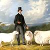 瓦伦丁·巴尔福德和他的纯种羊
