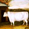 著名的早期公牛：达林顿巴姆顿的罗伯特·柯林斯的财产