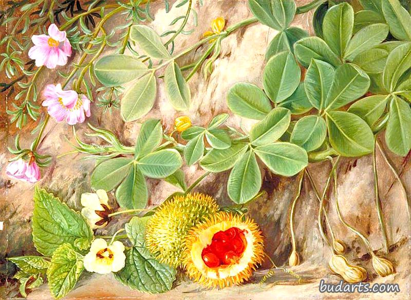 花生和带刺的葫芦，圣约翰，卡夫拉利亚