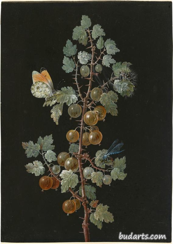 绘有醋栗枝、蜻蜓、橙尖粉蝶和毛虫的画作