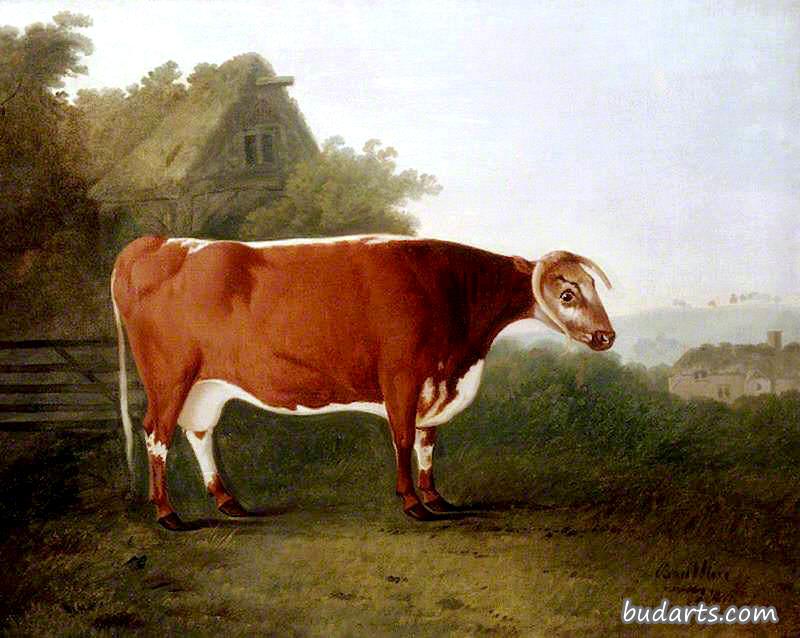 “断角美人”：一头牛