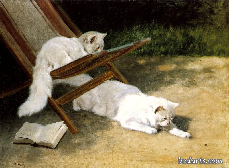 波斯猫