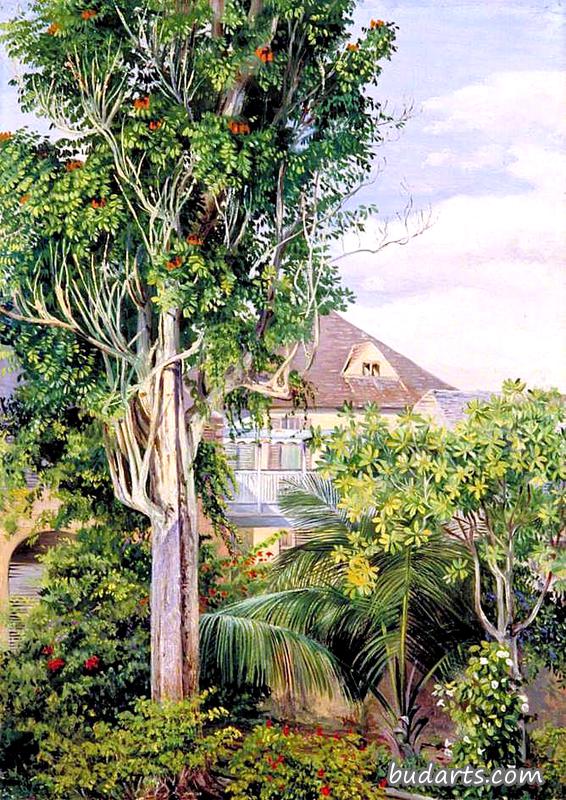 牙买加西班牙城国王之家花园