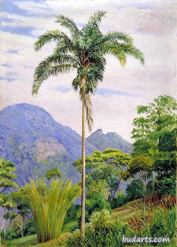 巴西提尤卡，前景是棕榈树
