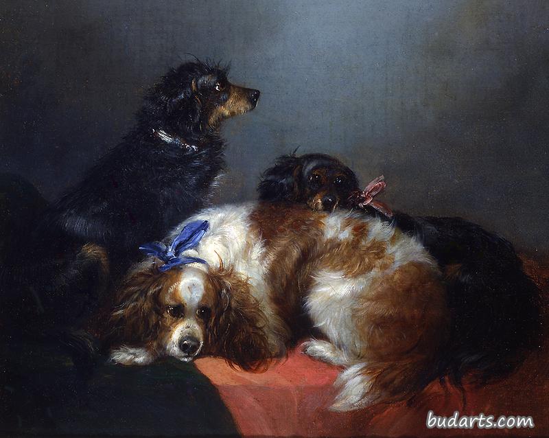 两只查尔斯国王的猎犬和一只猎犬