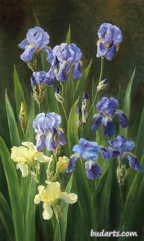 鸢尾花