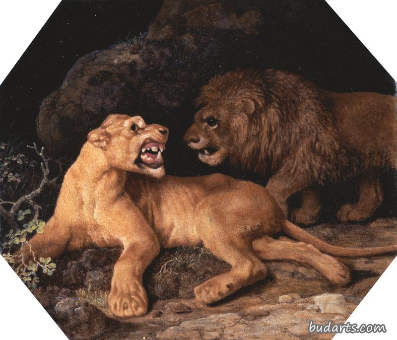狮子和母狮