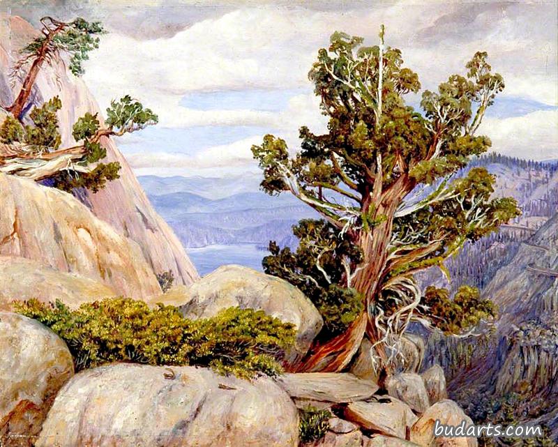 加利福尼亚州内华达山脉的古柏或杜松树