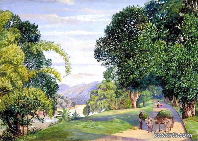 View at Peradeniya, Ceylon