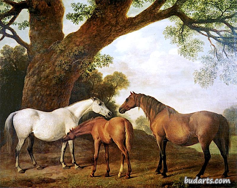 两只沙夫托母马和一匹小马驹（1）