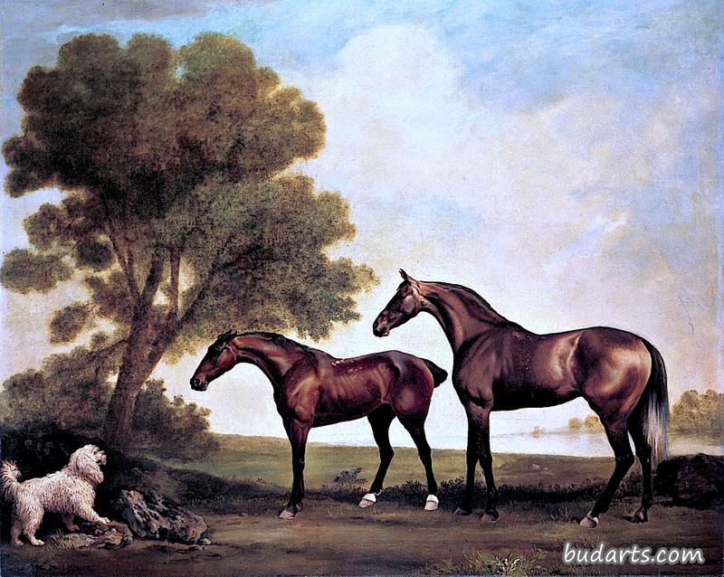 一匹阿拉伯母马和一匹年轻的马与一只水猎犬对峙