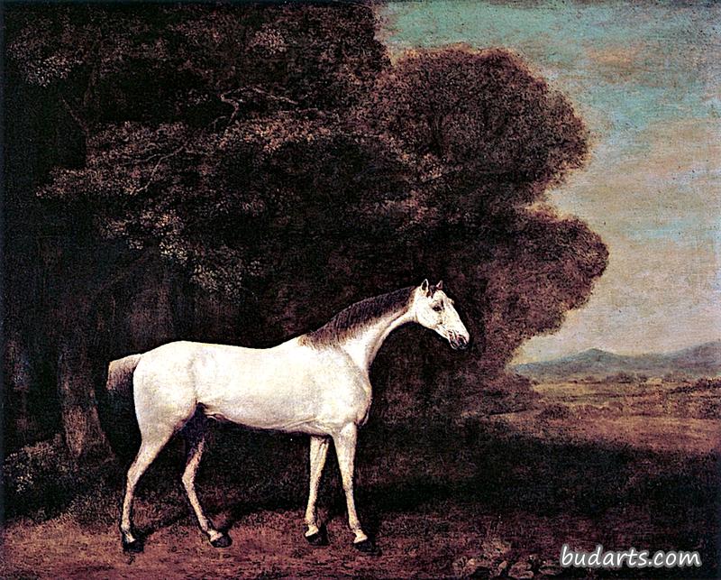 斯塔福德郡伍德塞特的约瑟夫·班布里奇的一匹灰马