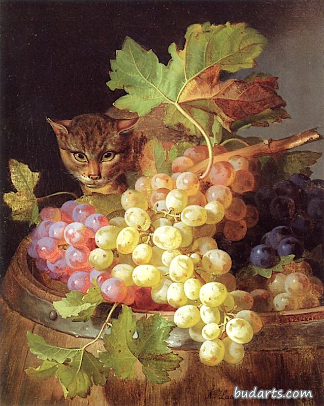 猫是葡萄桶