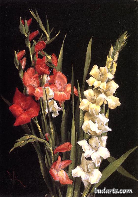唐菖蒲静物画