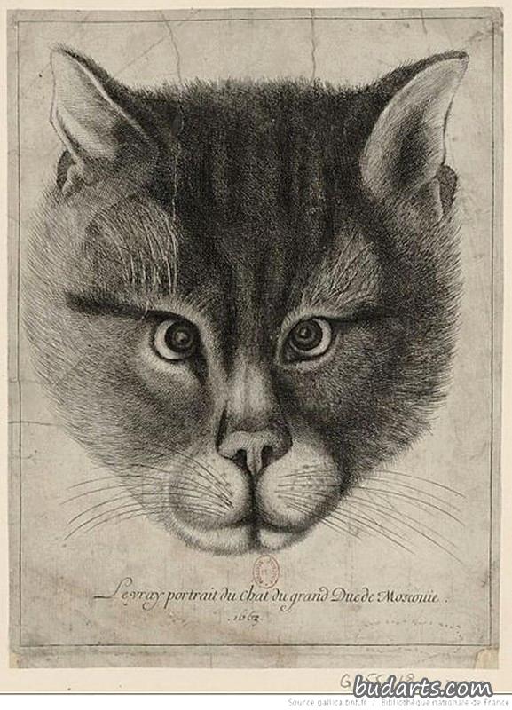 莫斯科大公猫的画像