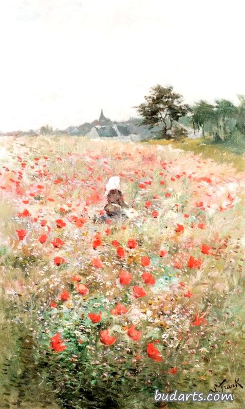罂粟花田