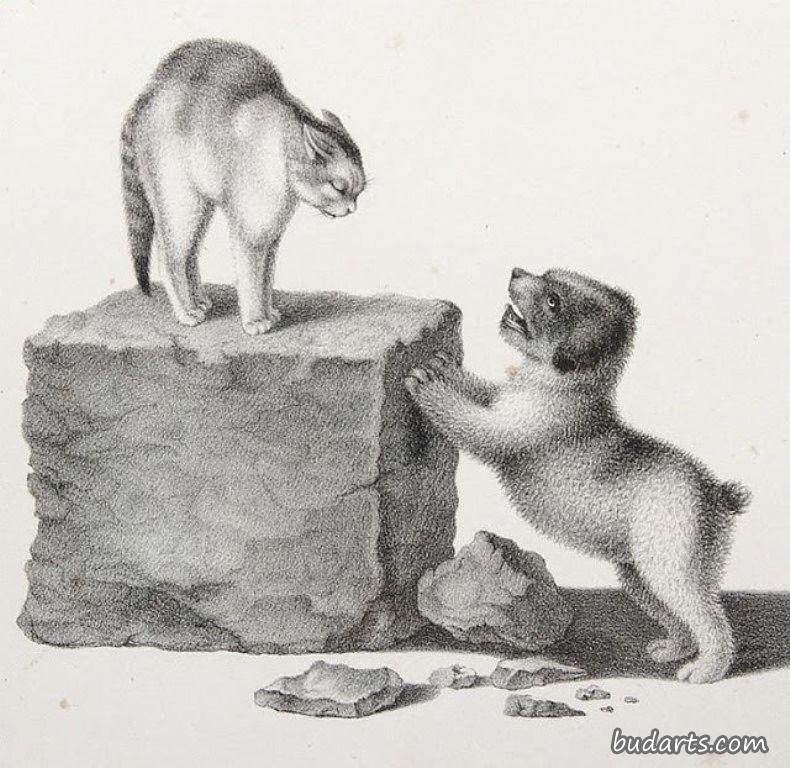 猫和狗