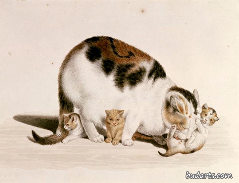 猫和小猫