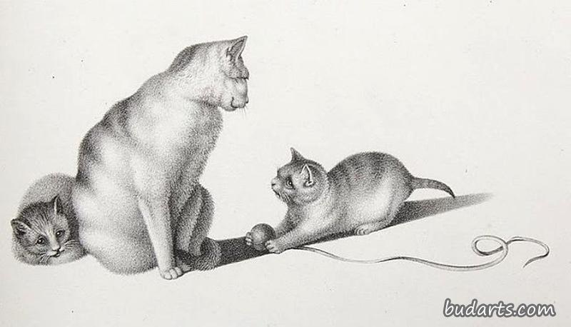 猫和小猫
