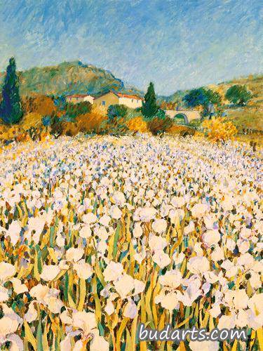 Iris Farm near Guillaumes
