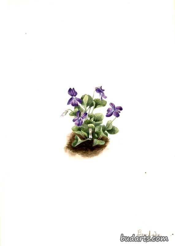 Purple Mountain Violet (Viola adunca)