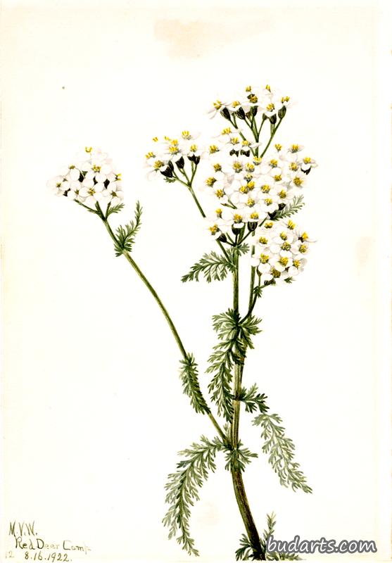 Western Yarrow (Achillea lanulosa)