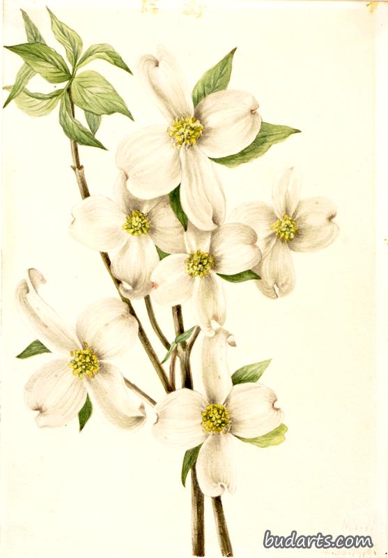 Flowering Dogwood (Cornus florida)