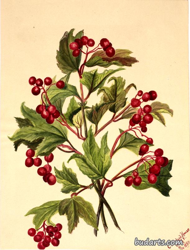 Grouseberry (Viburnum americanum)