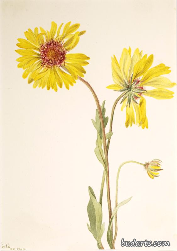 Perennial Gaillardia (Gaillardia aristata)