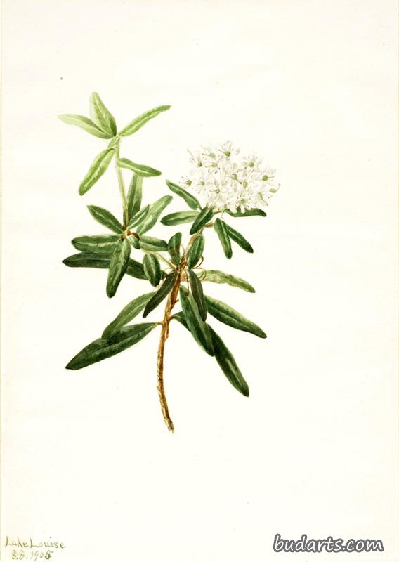 Labrador Tea (Ledum groenlandicum)