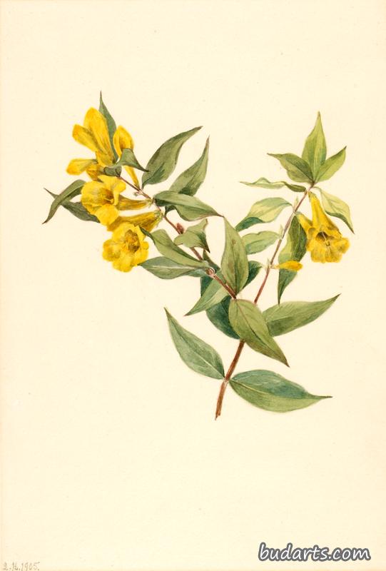 Yellow Jessamine (Gelsemium sempervirens)