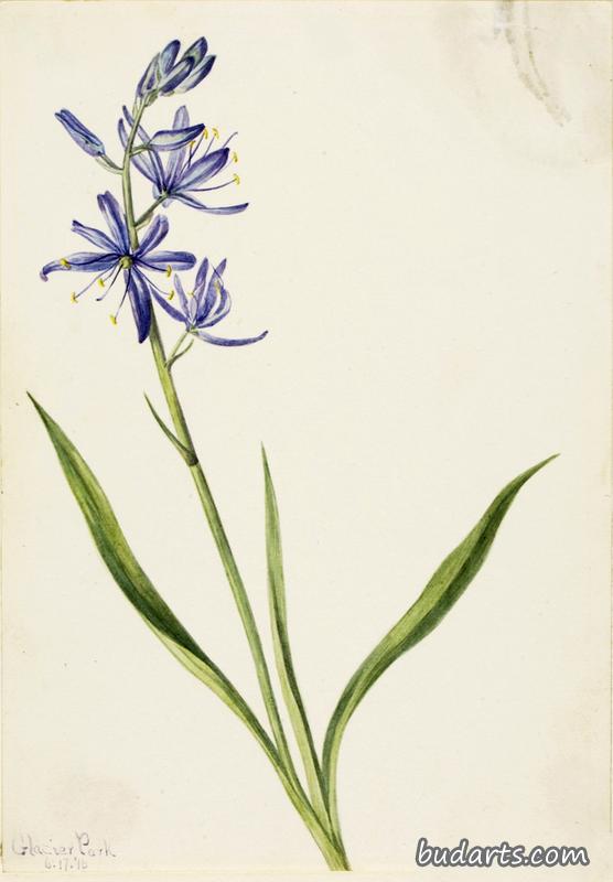 Camas (Quamasia quamash)