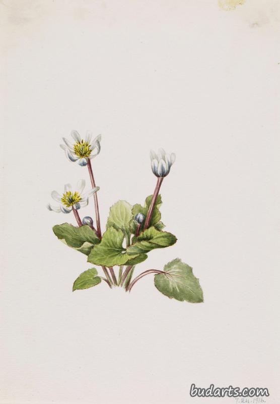 Elkslip (Caltha leptosepala)