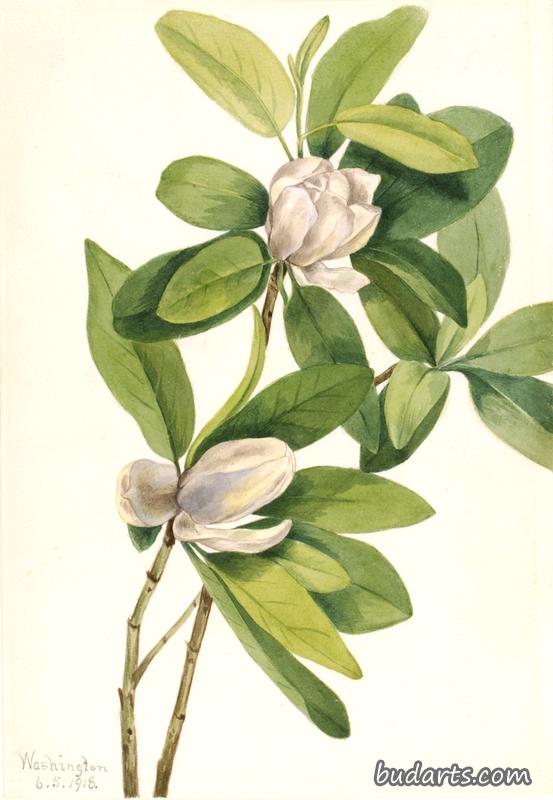 Swamp Magnolia (Magnolia virginiana)