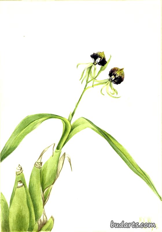 Orchid (Epidendrum cochleatum)