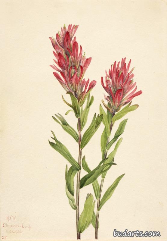 Alberta Paintbrush (Catilleja miniata)