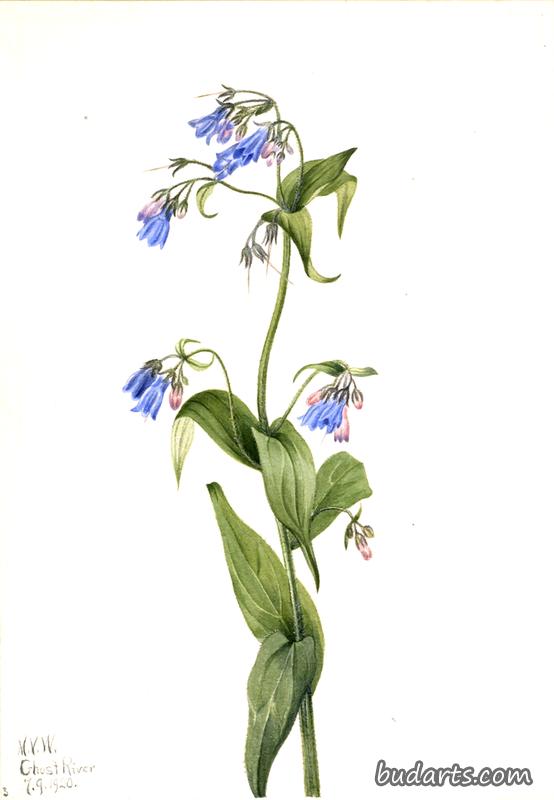 Western Bluebells (Mertensia paniculata)