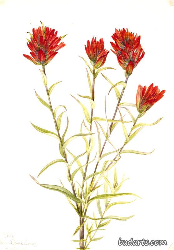 Giant Red Paintbrush (Castilleja miniata)