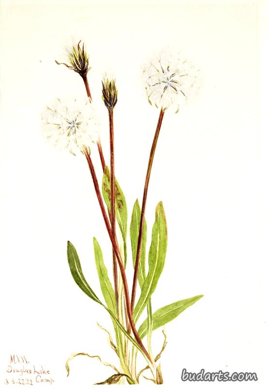 Slender Agoseris (Agoseris gracilens)