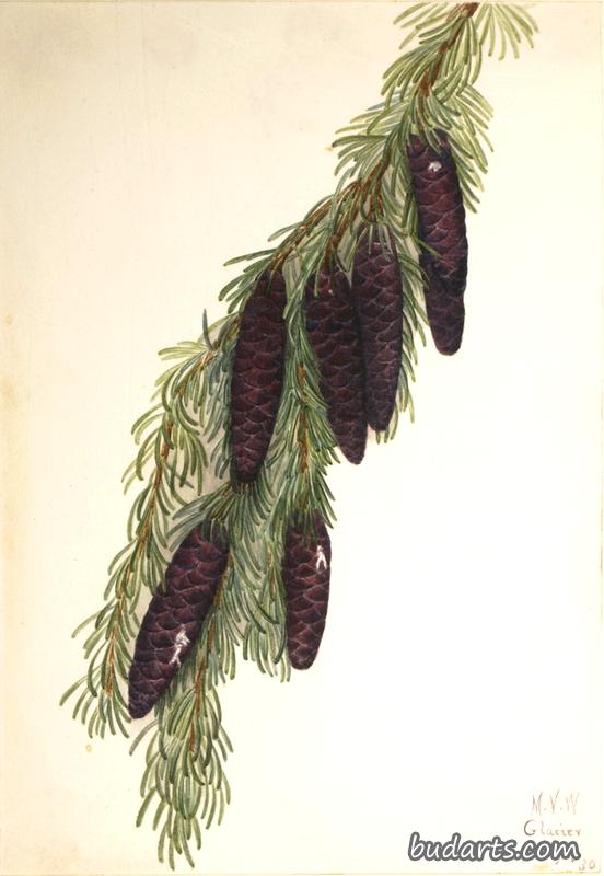 Mountain Hemlock (Tsuga mertensiana)