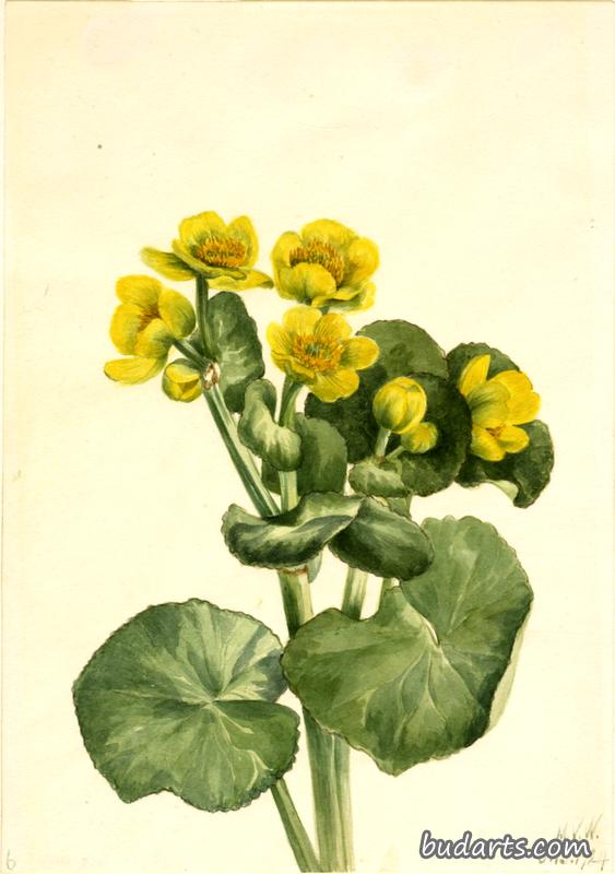 Marsh Marigold (Caltha palustris)