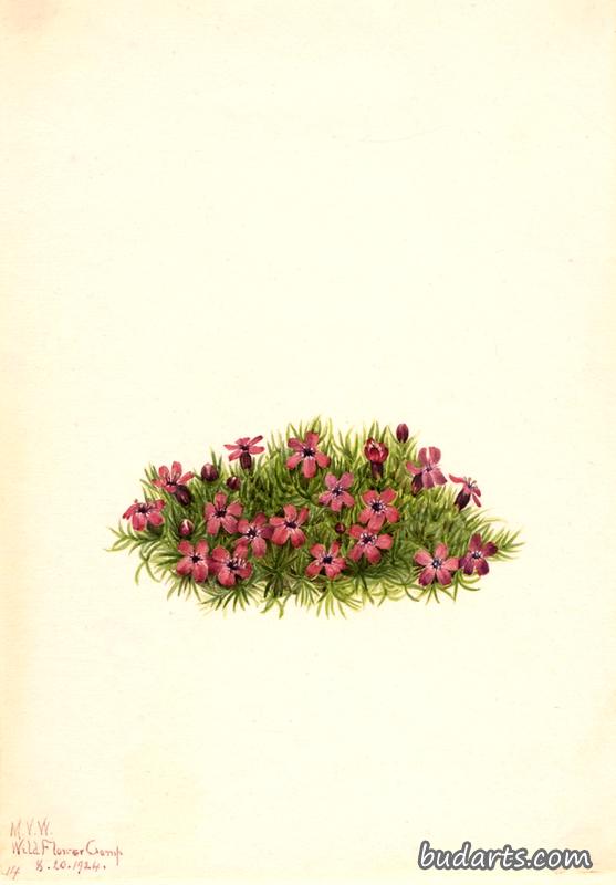 Moss Campion (Silene acaulis)